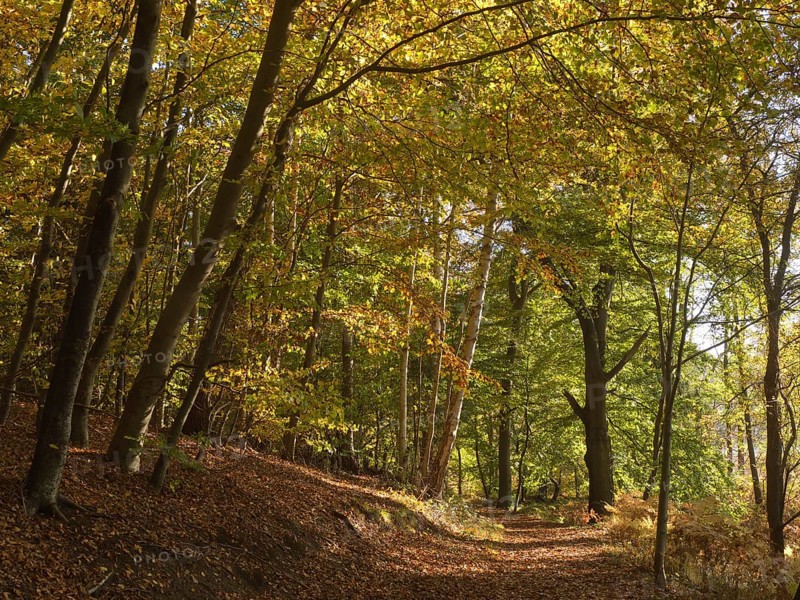 Autumn hiking trail on the Werder
