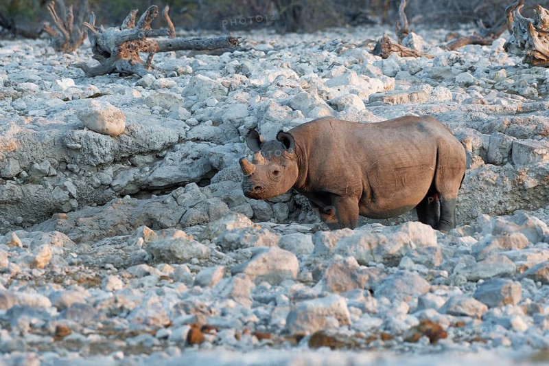 Black rhinoceros