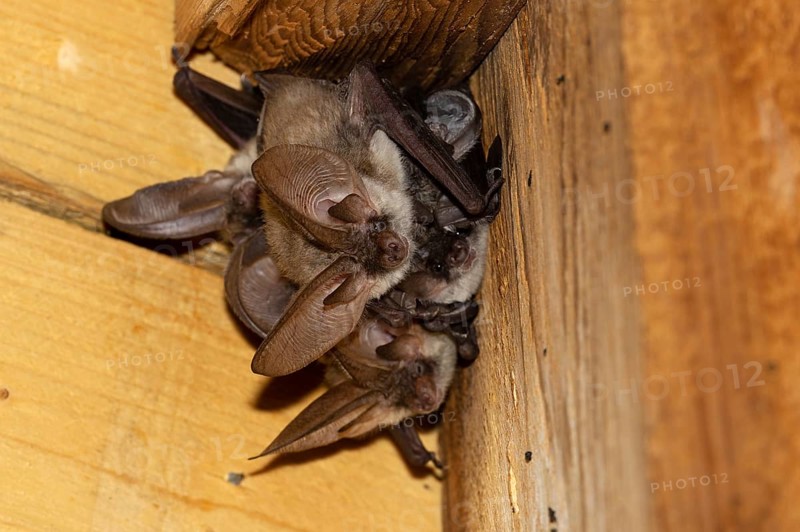Grey long-eared bat