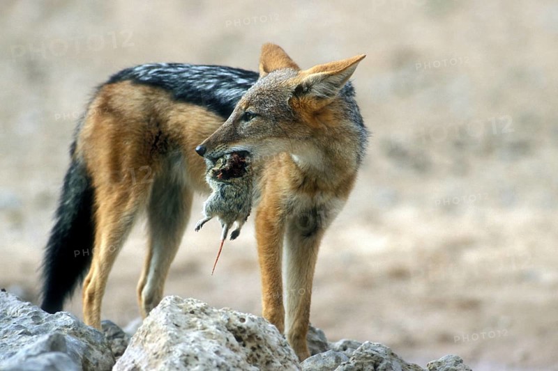 Black-backed jackal