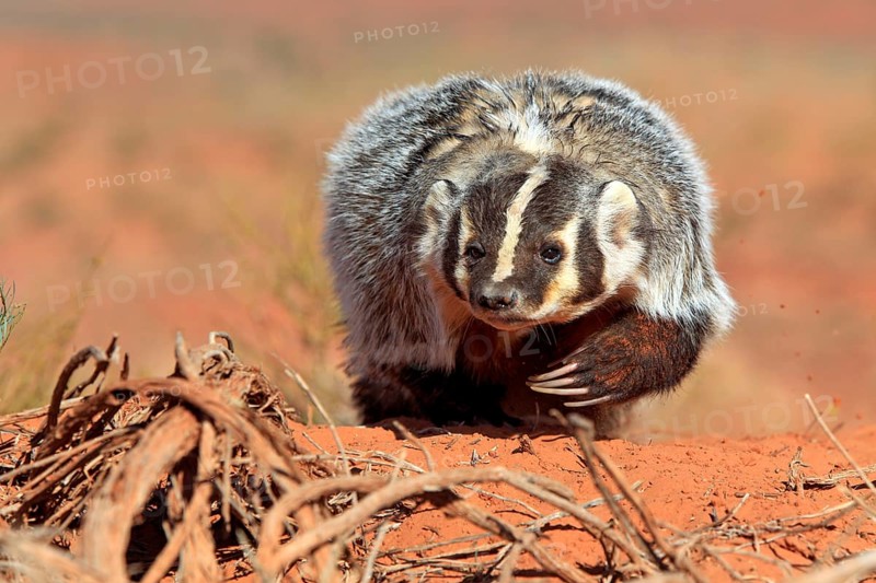 Badger