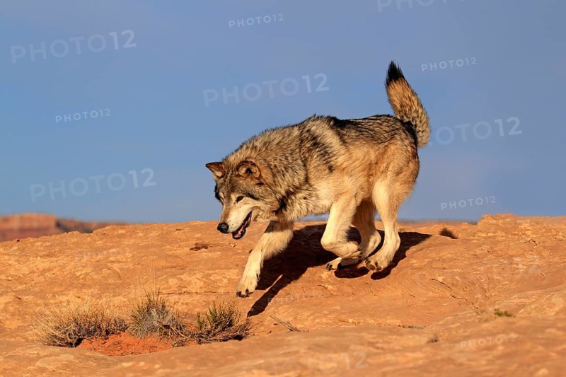 Timbergray wolf
