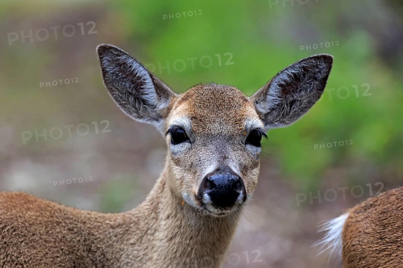 Key Deer