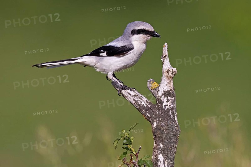 Great Grey Shrike
