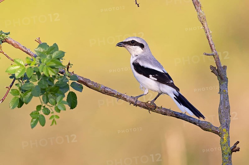 Great Grey Shrike
