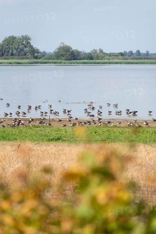 Birds at Guelper See