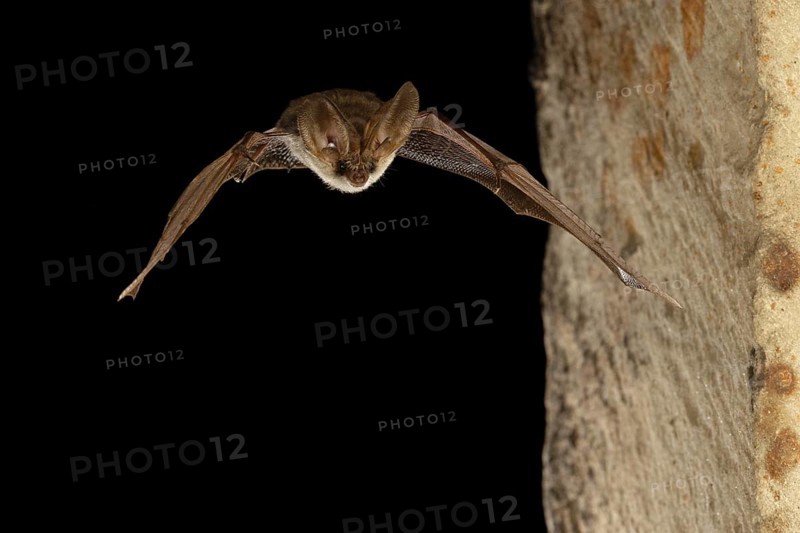 Grey long-eared bat
