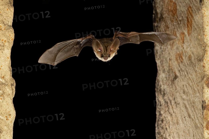 Grey long-eared bat