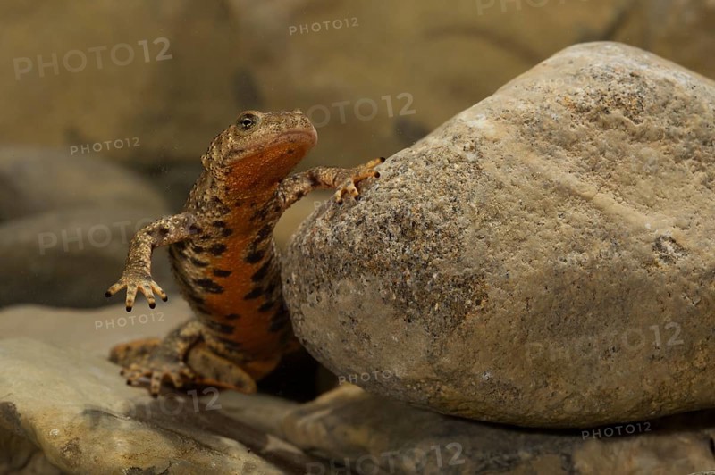Pyrenean brook salamander