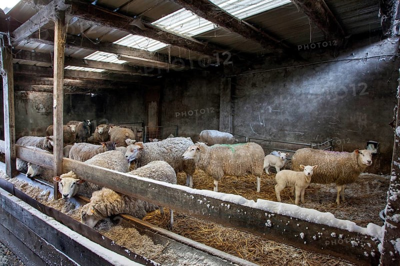 Domestic sheep