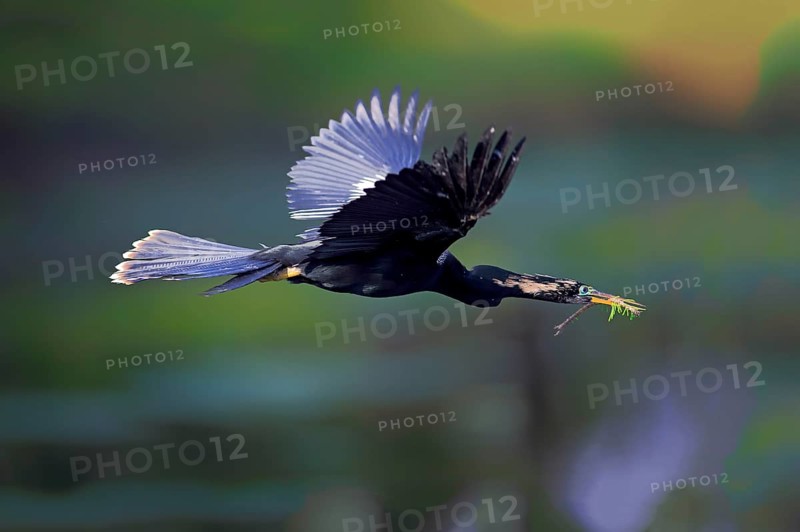 Anhinga