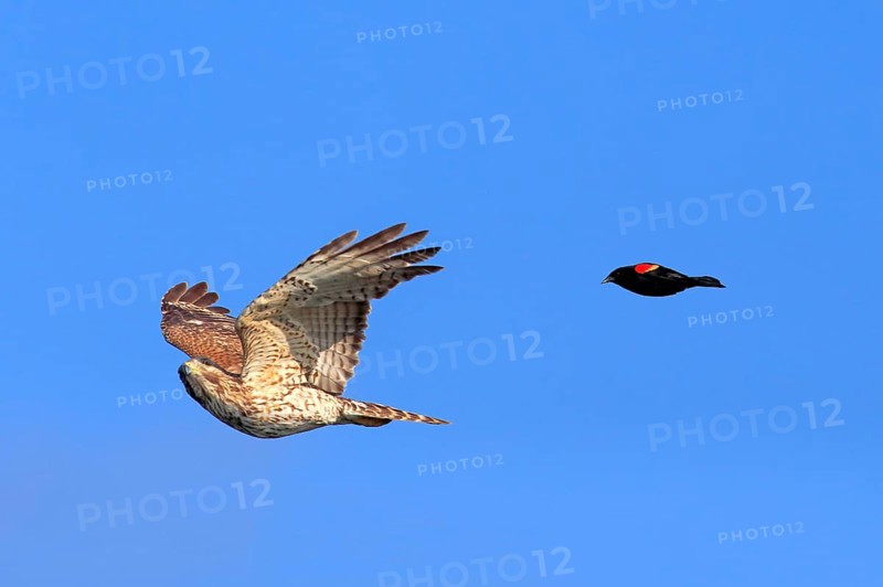 Cooper's hawk