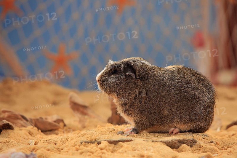 English Crested Guinea Pig Pig