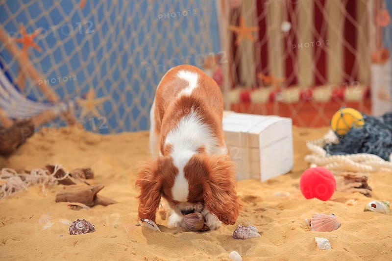 Cavalier King Charles Spaniel