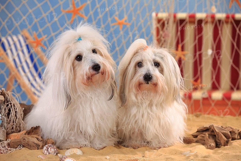 Coton de Tulear