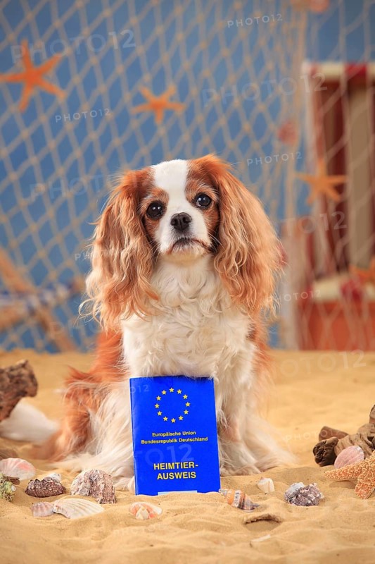 Cavalier King Charles Spaniel