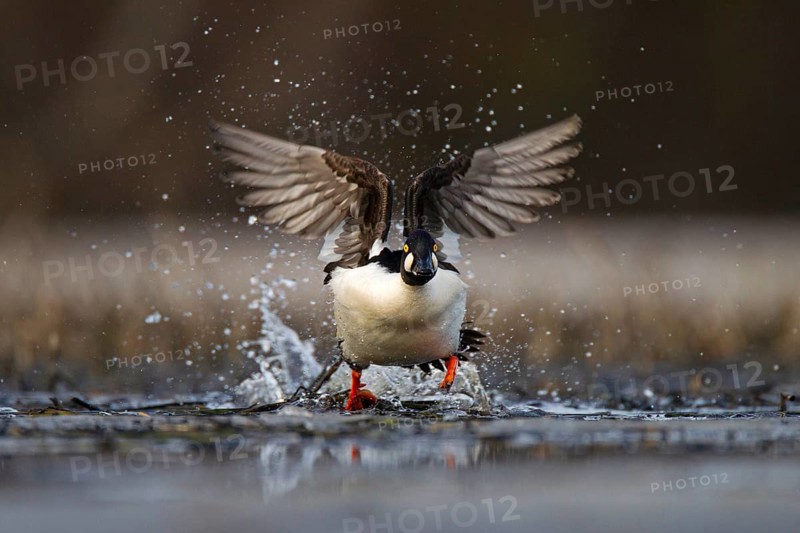 Common Goldeneye