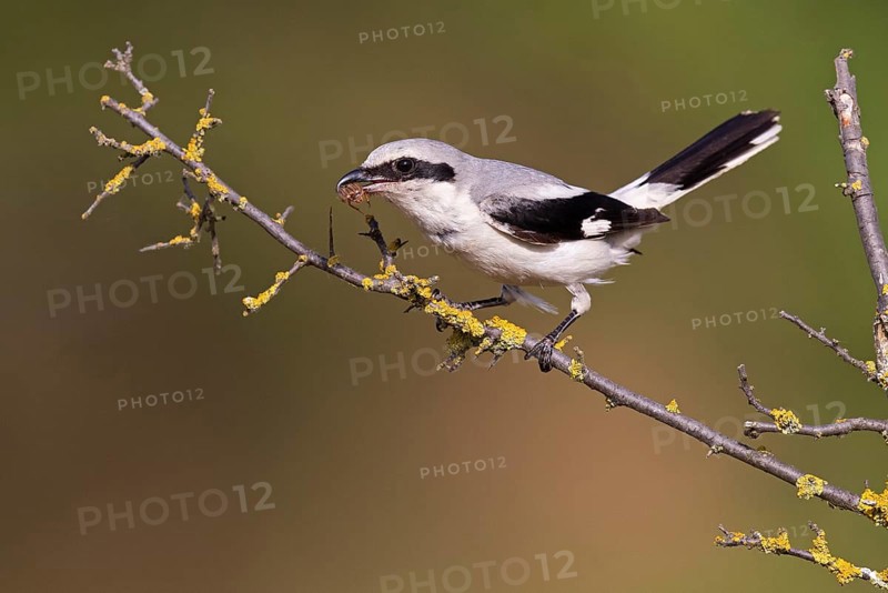 Great Grey Shrike