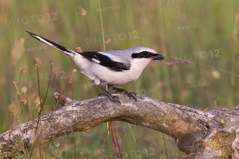 Great Grey Shrike