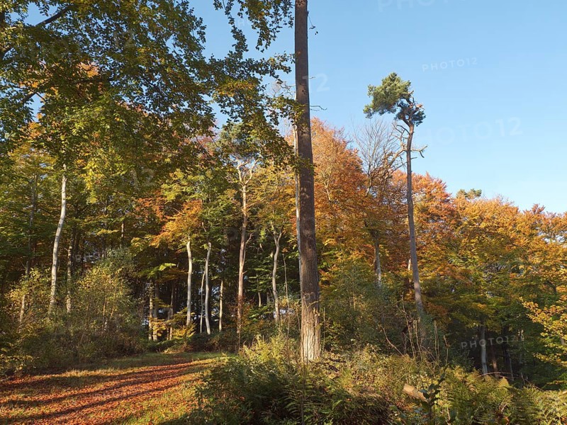 Autumn hiking trail on the Werder