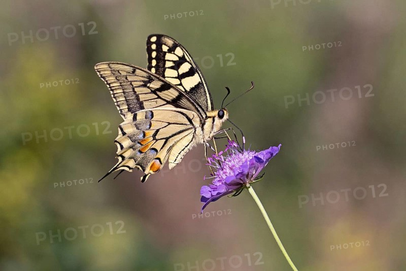 Swallowtail
