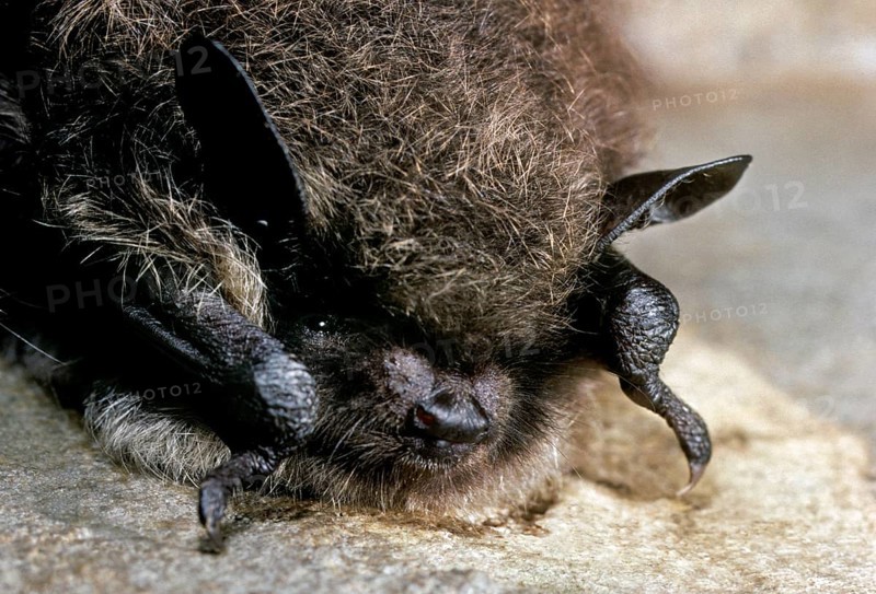 Whiskered bat