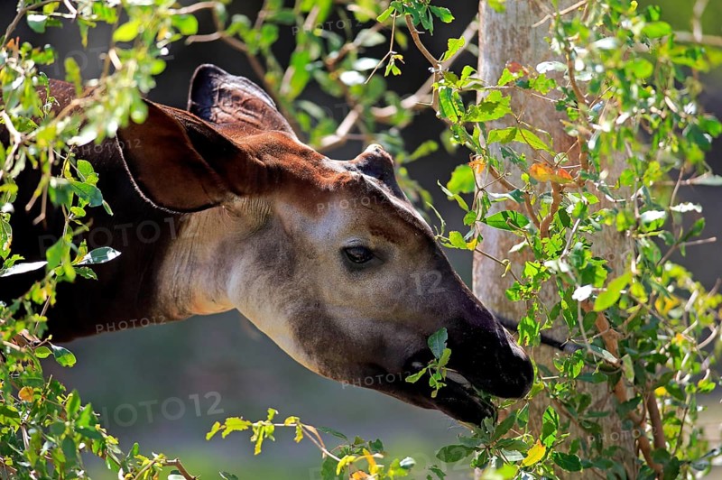 Okapi