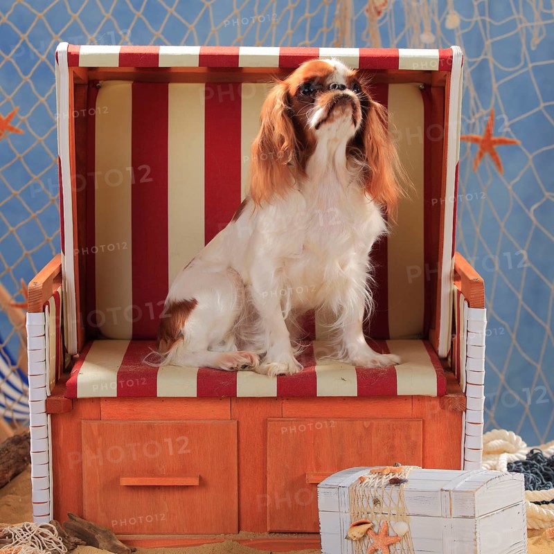 King Charles Spaniel