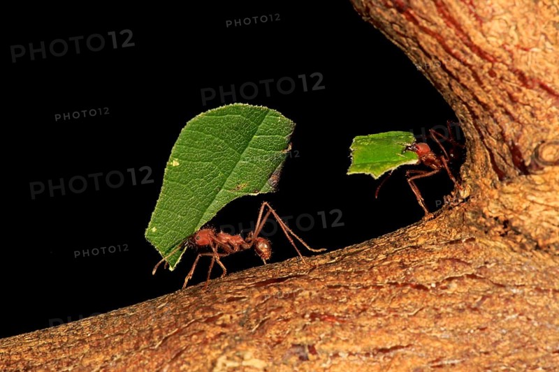 Leafcutter ant
