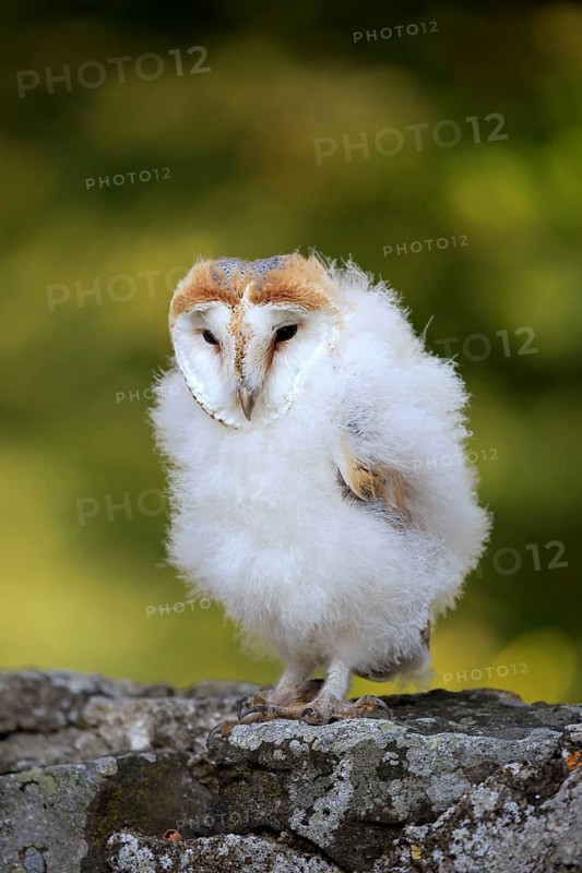 Barn Owl