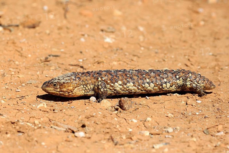 Tiliqua rugosa