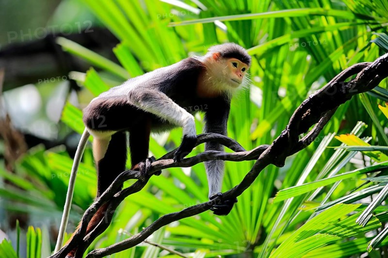 Douc Langur