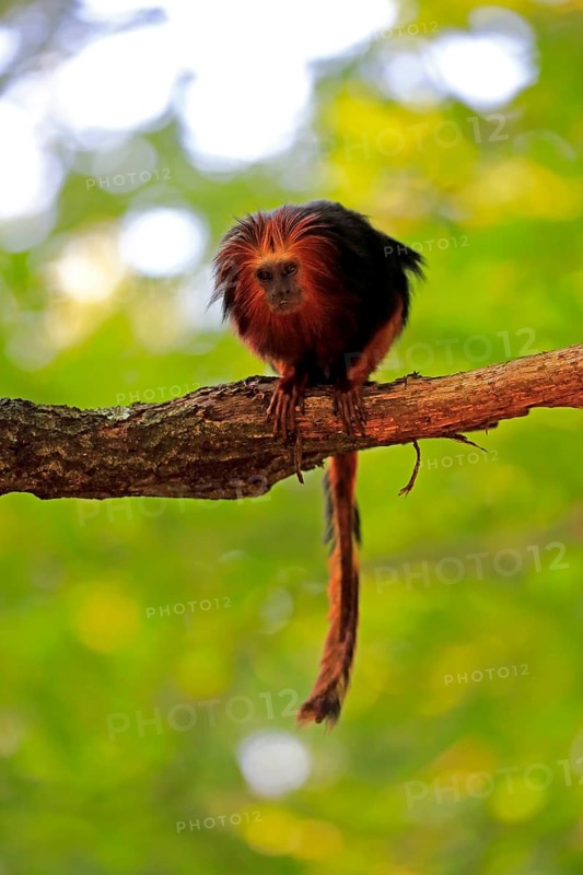 Golden-headed lion tamarin