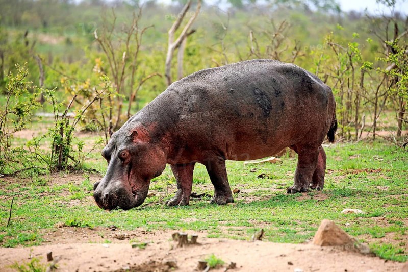 Hippopotamus