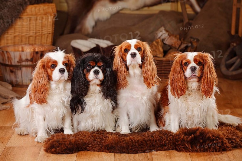 Cavalier King Charles Spaniel