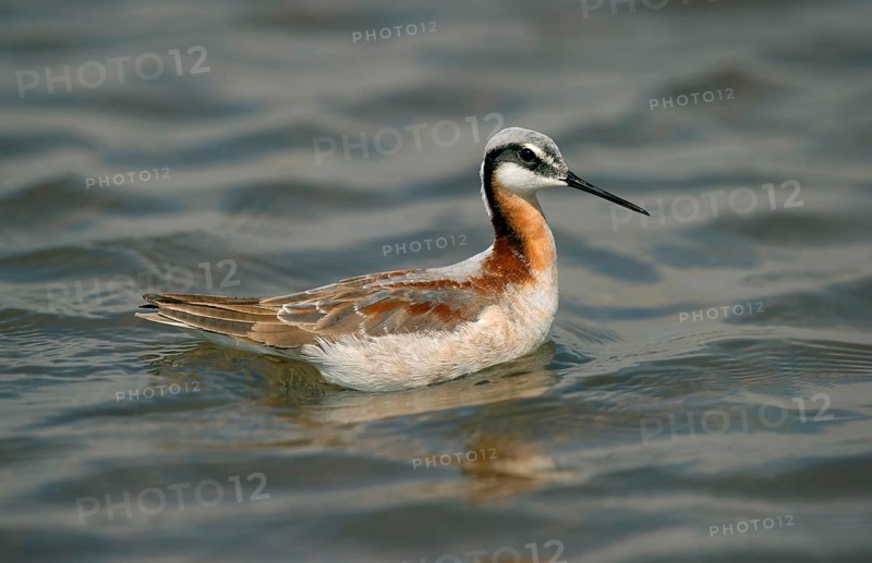 Wilson's Phalarope