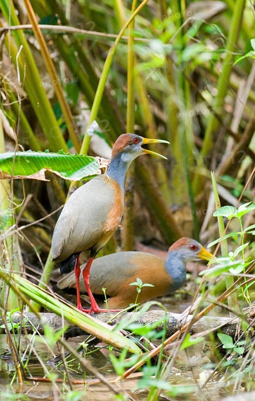 Grey-necked Wood-rail