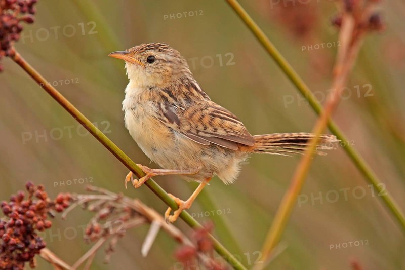Sedge Wren