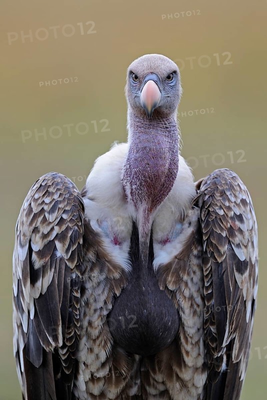 Rueppell's rueppell's vulture