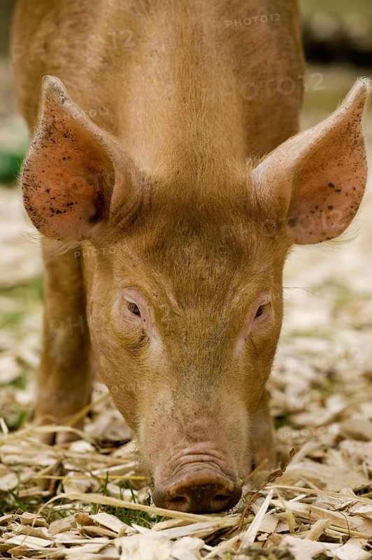 Domestic pig