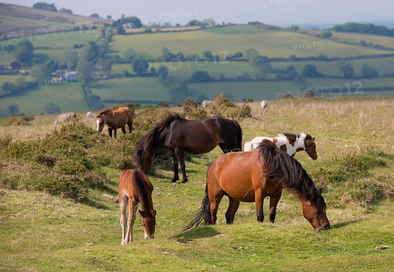 Horse