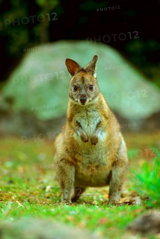 Red-necked red-necked pademelon