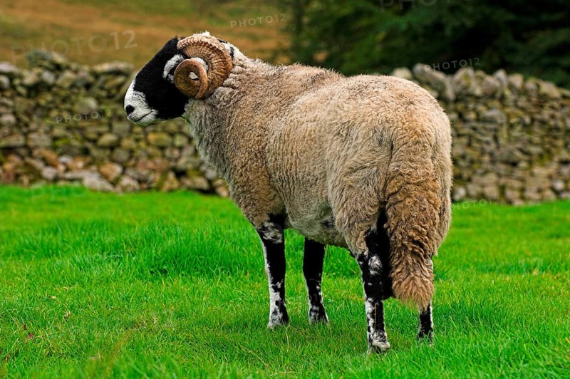 Domestic Sheep Swaledale ram