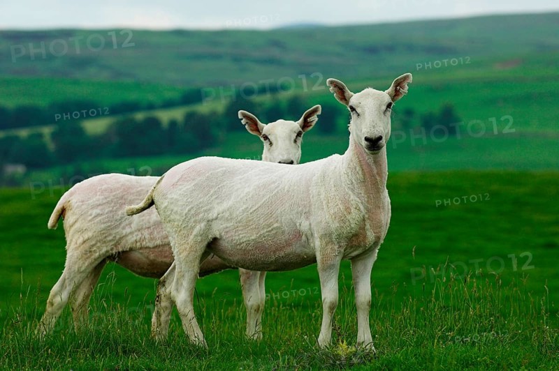 Domestic Sheep
