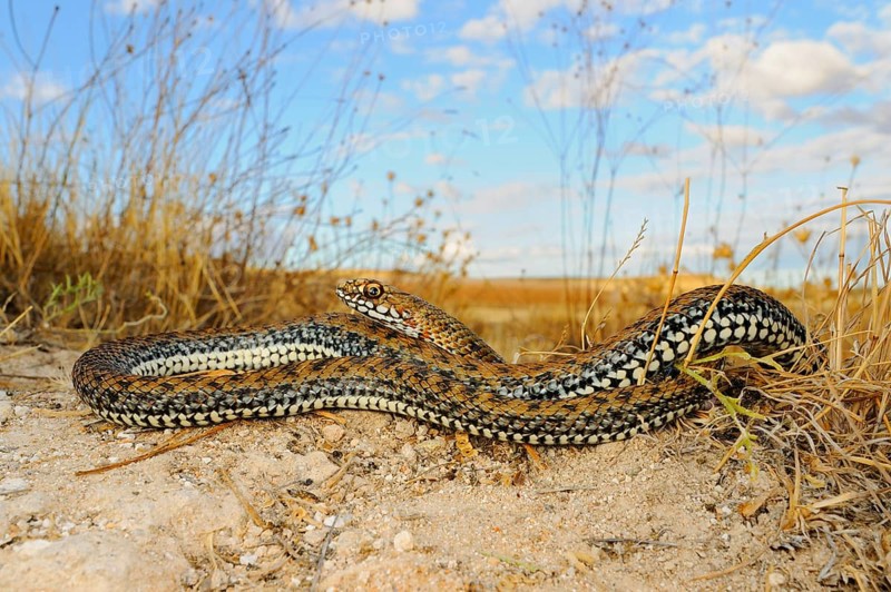 European lizard snake
