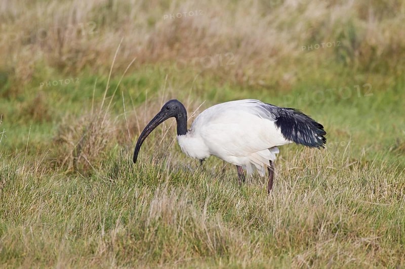 African african sacred ibis