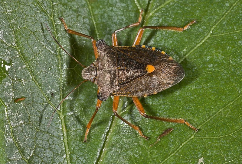 Red-legged tree bug