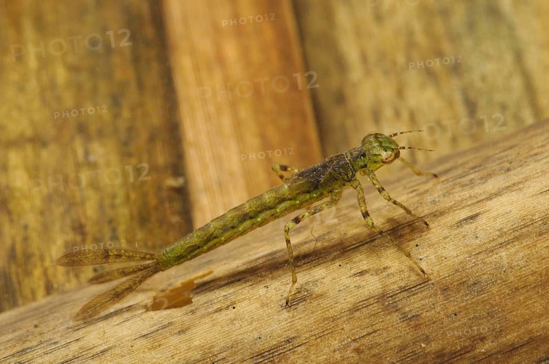 Azure azure damselfly