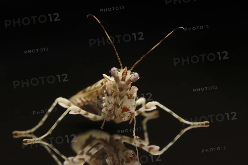 Pseudocreobotra wahlbergii Flower spiny flower mantis
