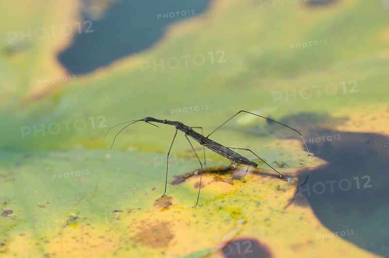 Common Pond Skater